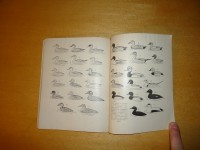 lietuvos sparnuociai (5).JPG (240.02 KiB) Viewed 8737 times lietuvos sparnuociai (5).JPG