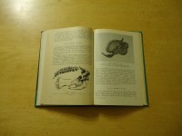 misko pauksciu zveriu biologija (5).JPG (233.62 KiB) Viewed 8943 times misko pauksciu zveriu biologija (5).JPG