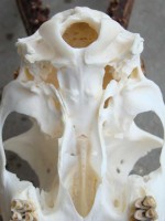 Stirnino pleištinis kaulas