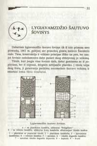 saut9 (Large) (Large).jpg
