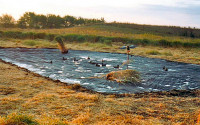 weisman_plasticpond_042215.jpg