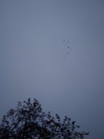 IMG_20221023_081739.jpg
