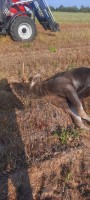 briedis.jpg