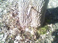 IMG0276A.jpg