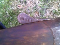 IMG0308A.jpg
